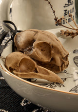 Raven Skull Offering